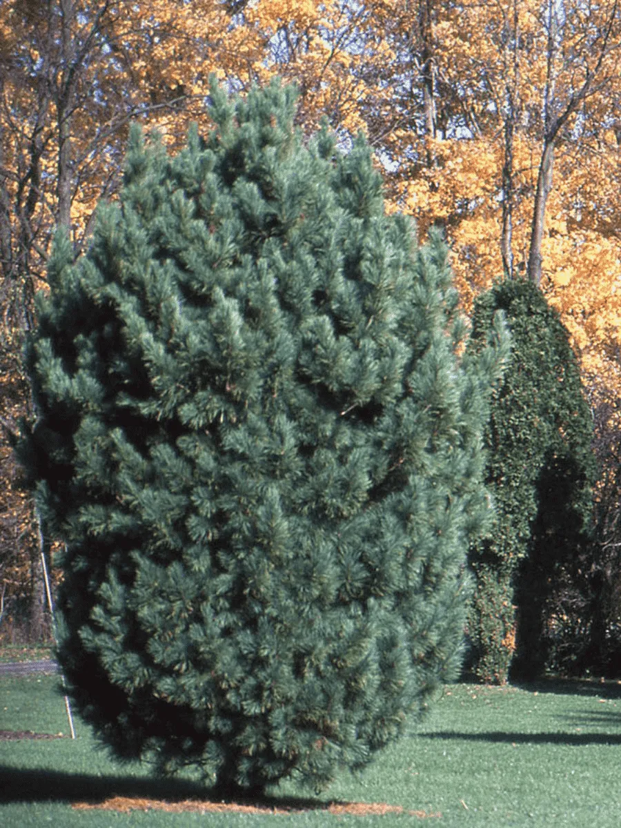 Сосна кедровая  Compacta Glauca
