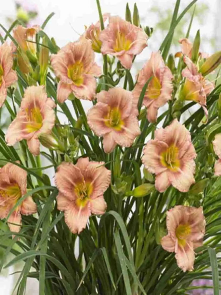 Лилейник EveryDaylily Bronze