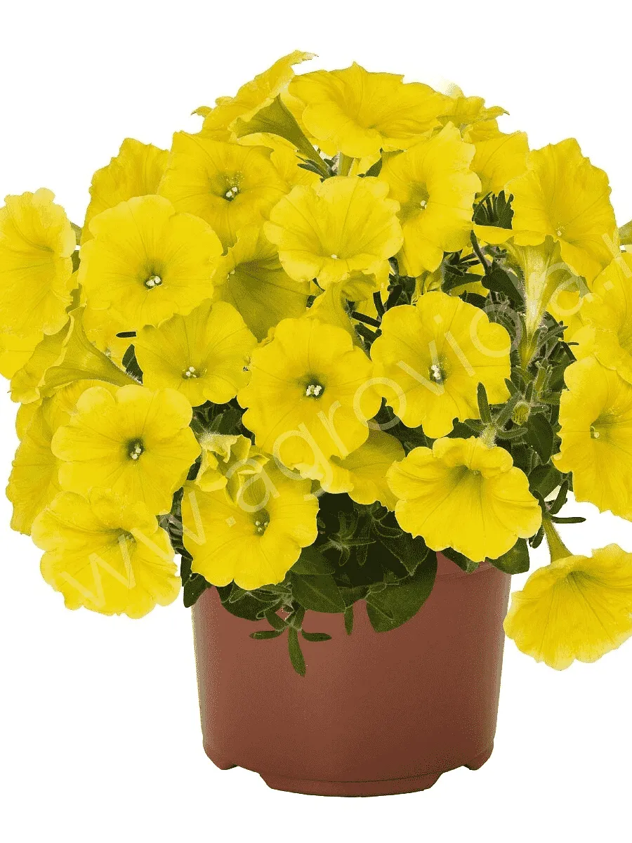 Петуния Potunia Canary Yellow (Кашпо)