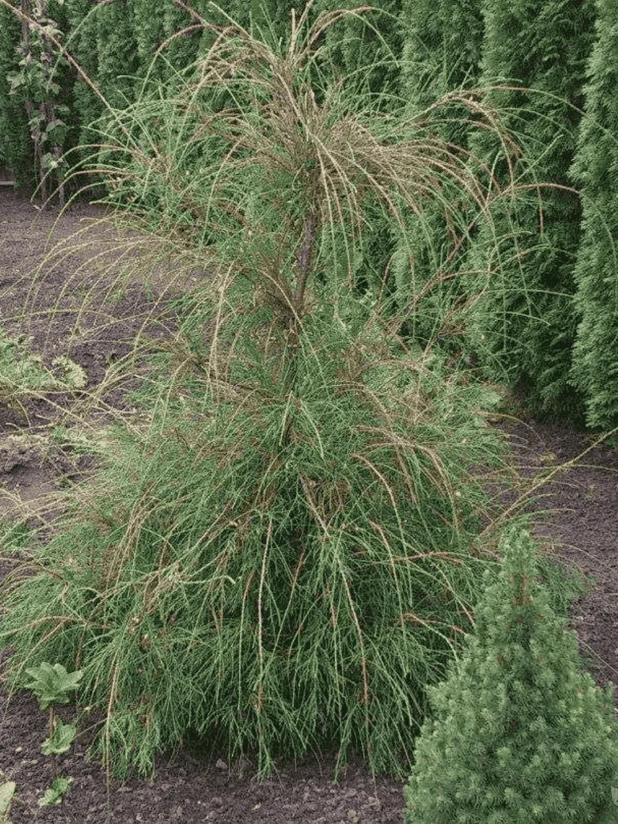 Туя западная Filiformis
