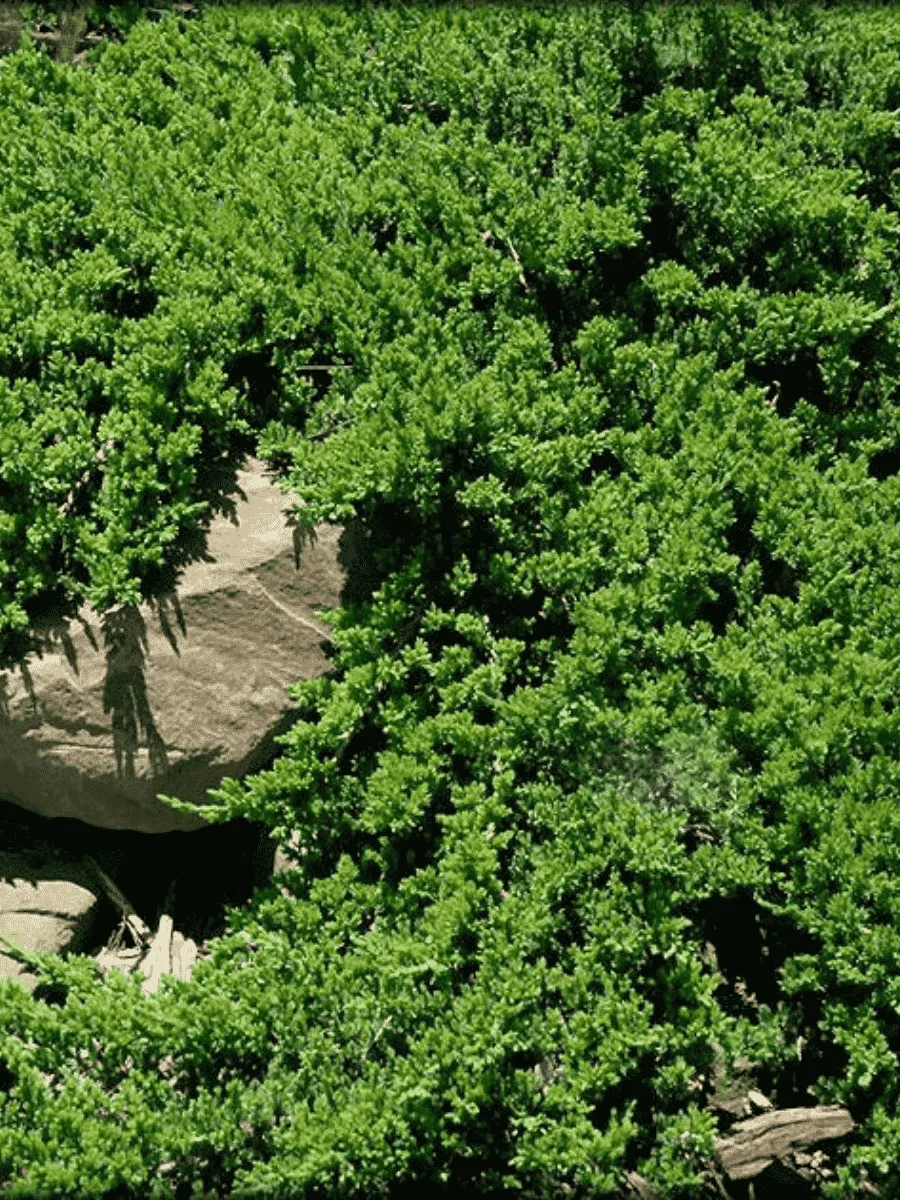 Можжевельник лежачий