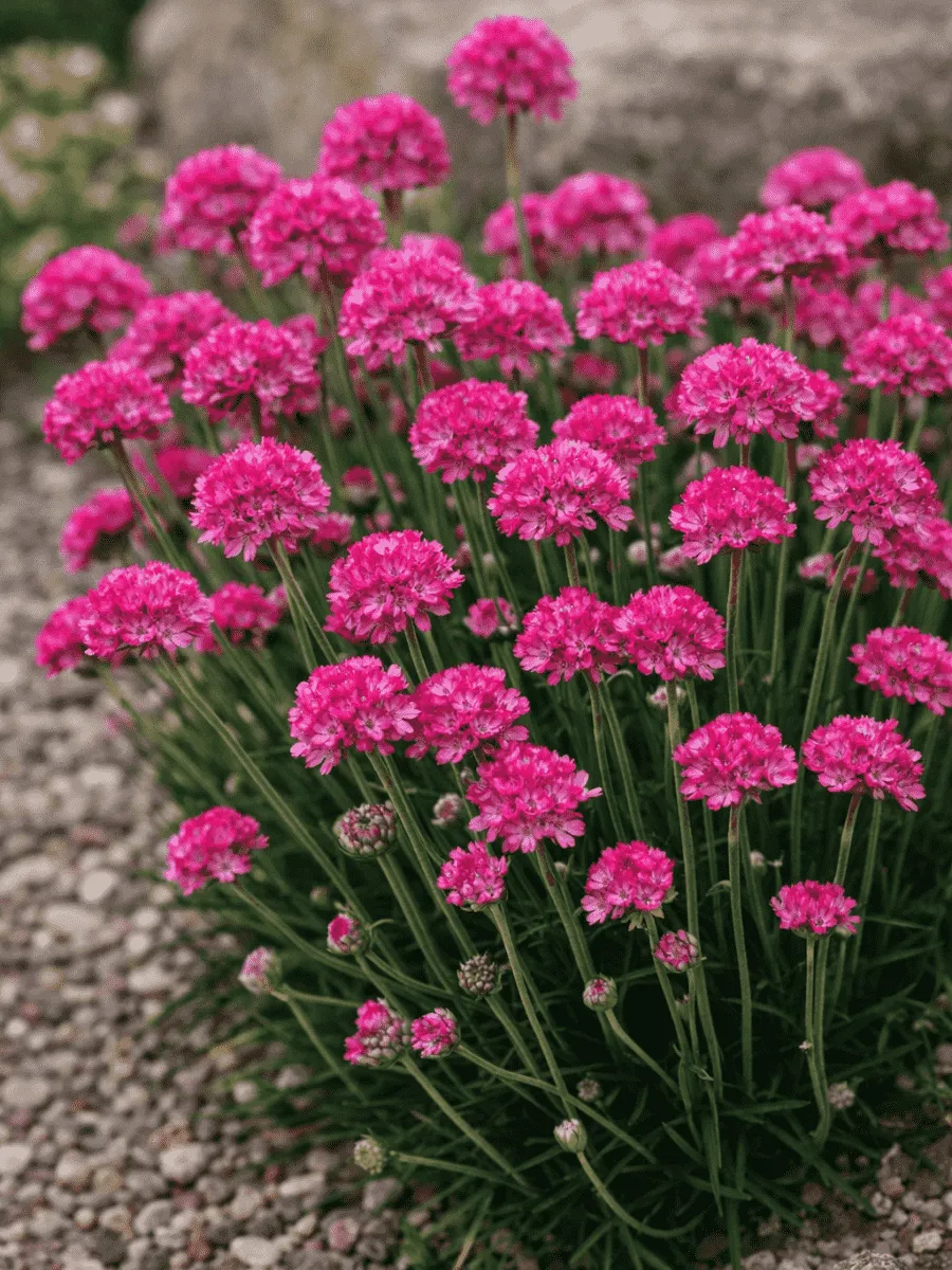 Армерия приморская Abbey Deep Rose