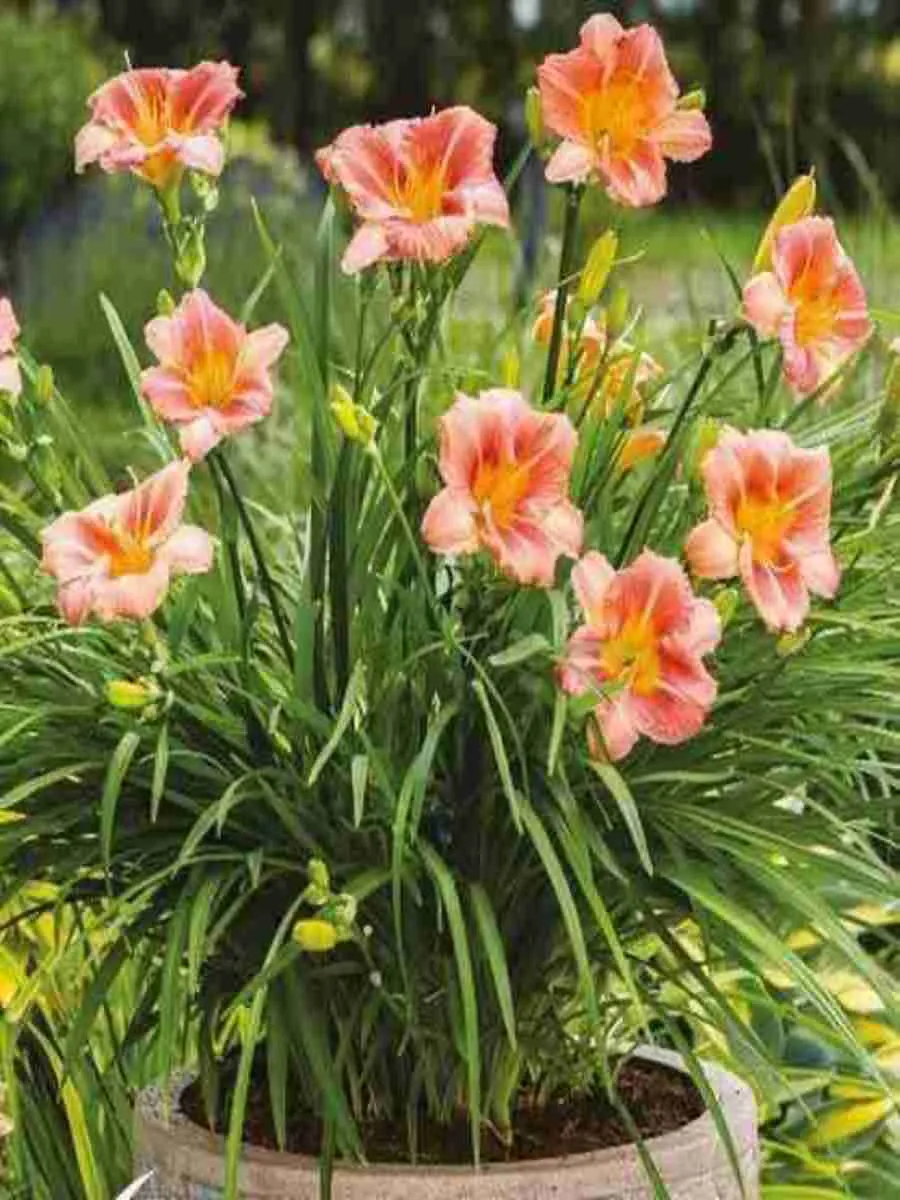 Лилейник EveryDaylily Bronze
