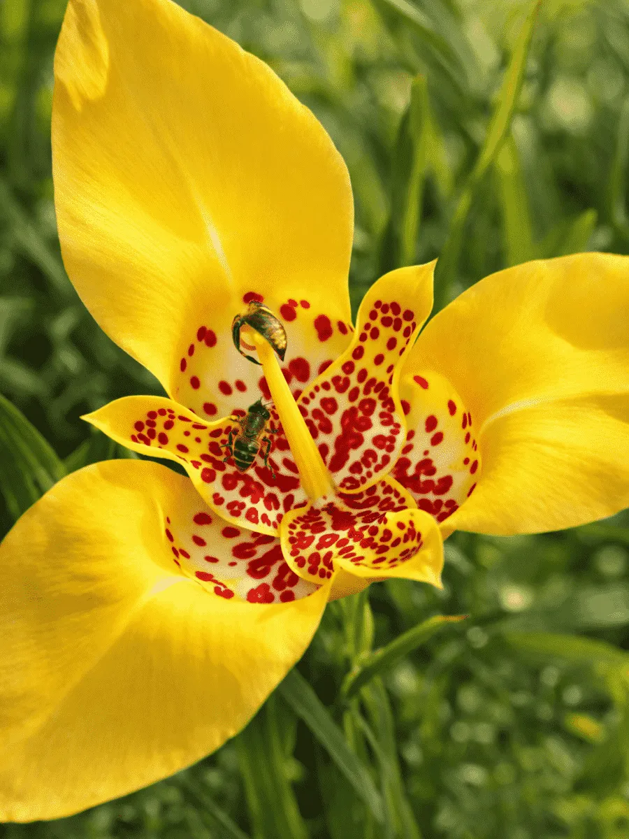 Тигридия Yellow
