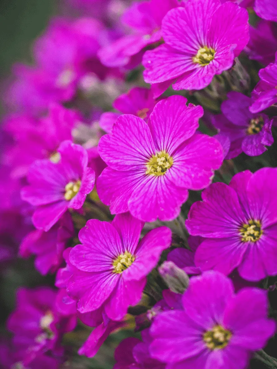 Аубриета Florado Neon Pink