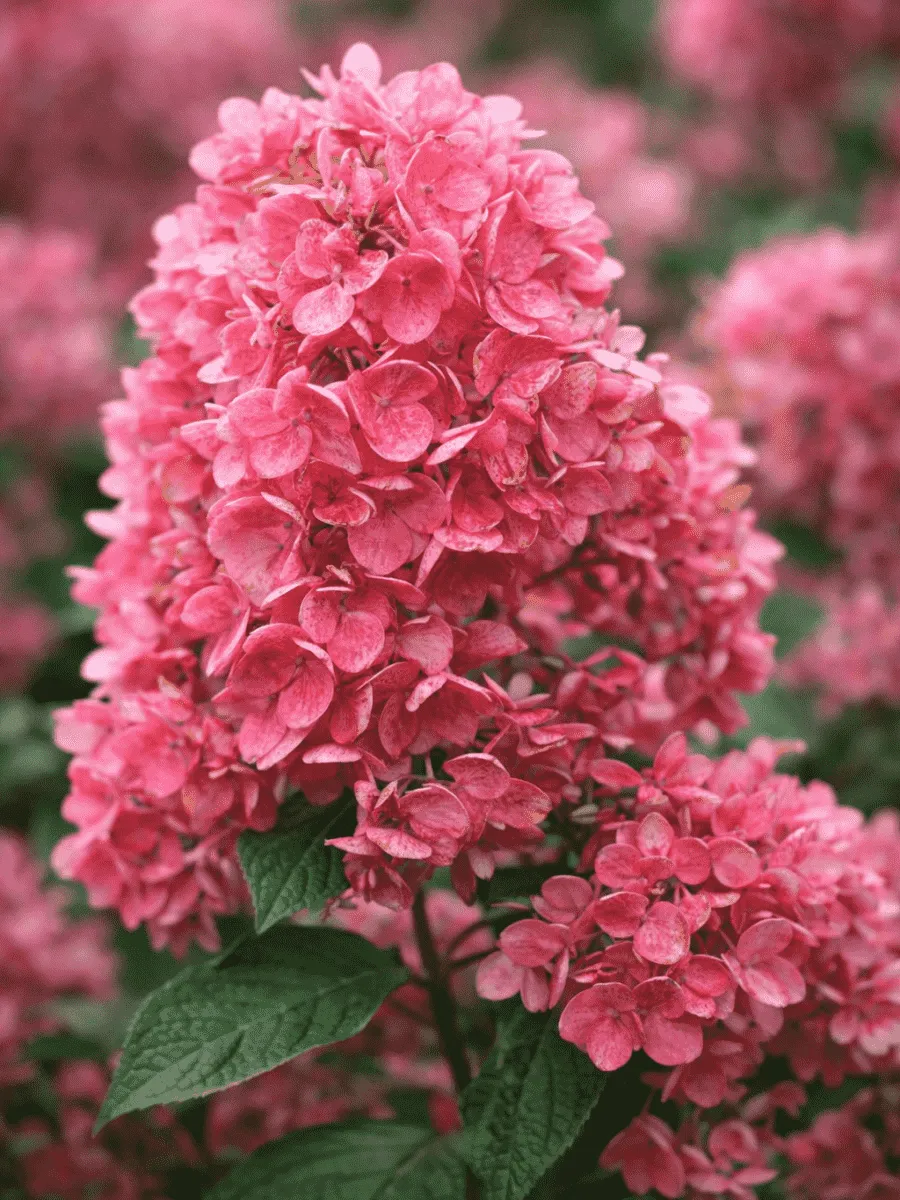 Гортензия метельчатая Tickled Pink