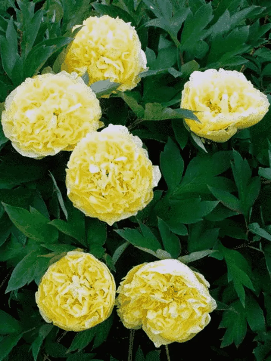 Пион ИТО Yellow Crown