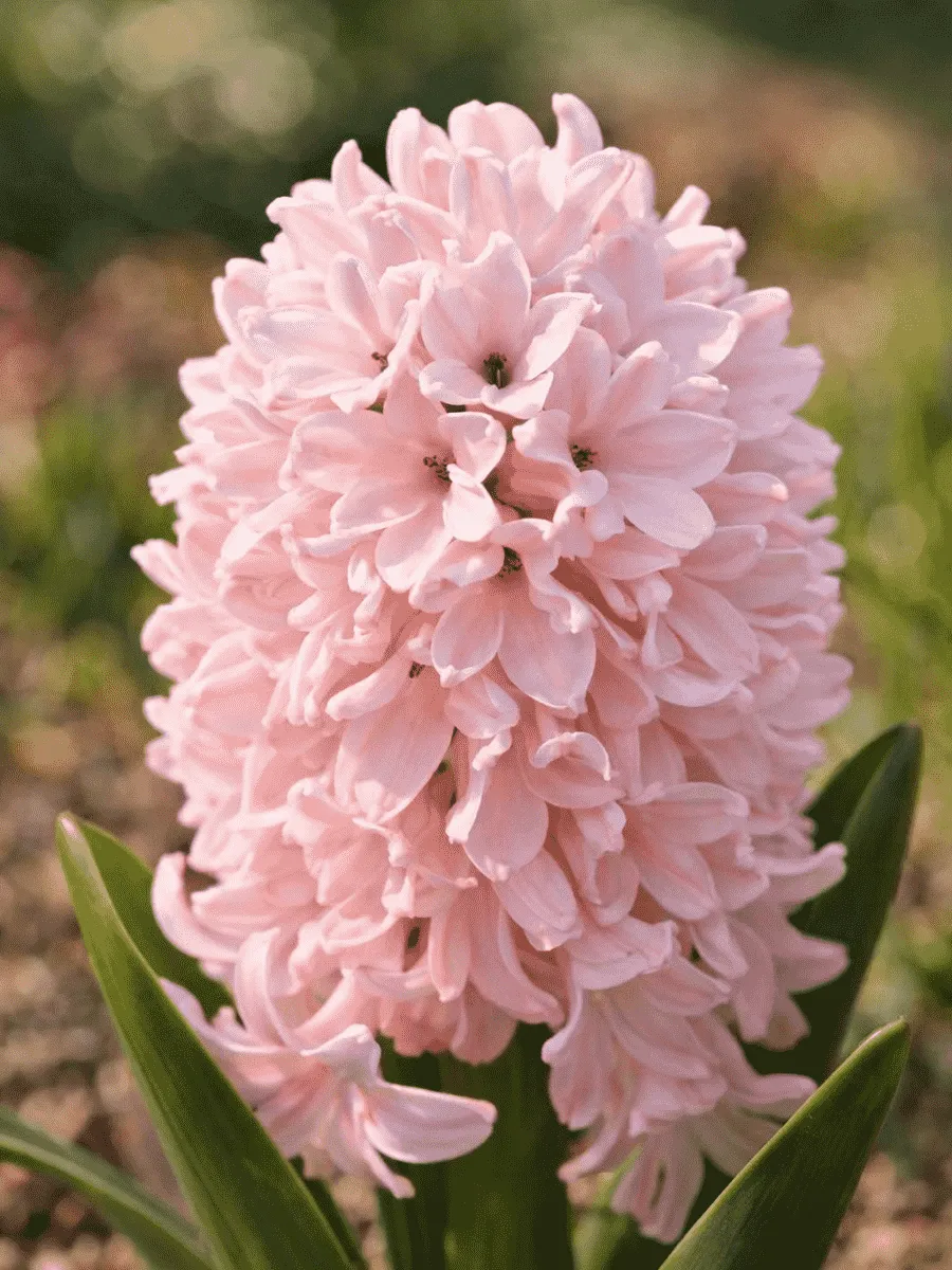 Гиацинт China Pink