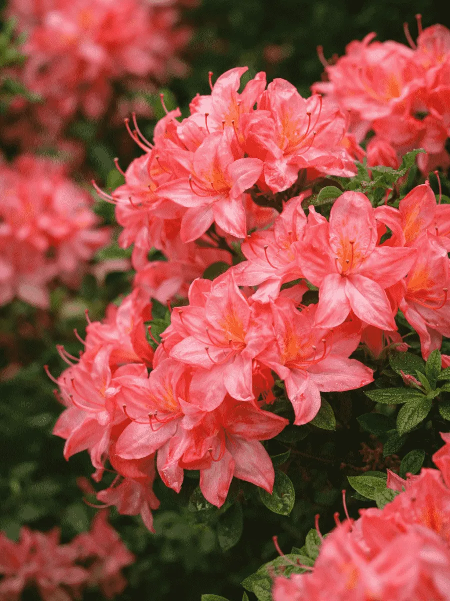 Азалия Pink Delight