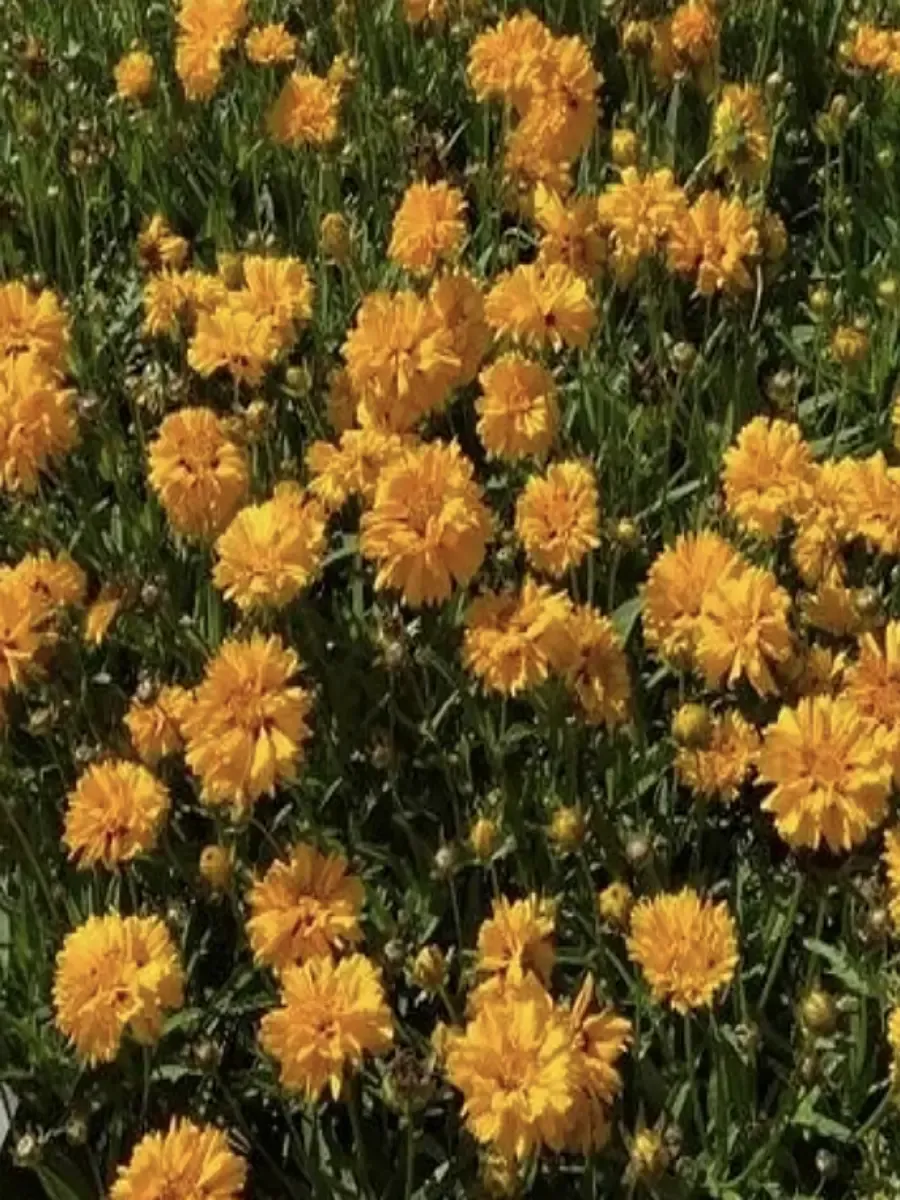 Кореопсис крупноцветковый Andiamo Yellow Red Semi Double