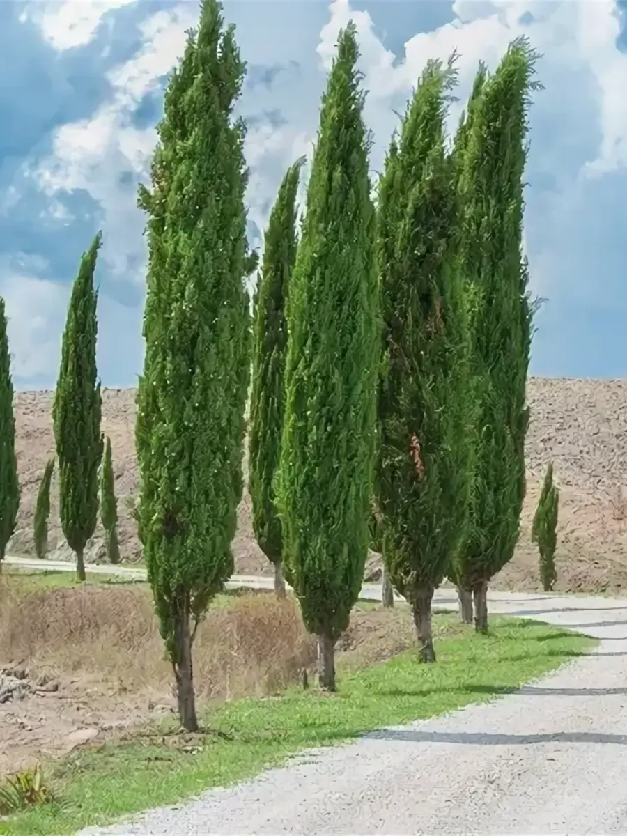 Кипарис